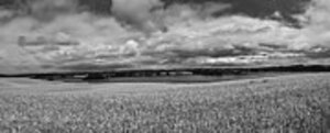 Heiko Koehrer-Wagner - Corn Field Panorama