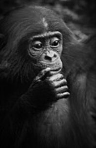 Heiko Koehrer-Wagner - Baby Bonobo